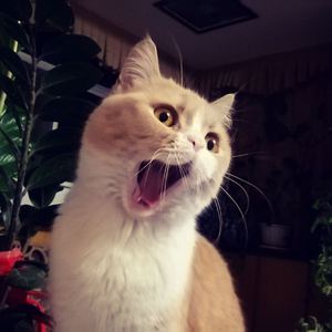 特黄60分钟免费视频大全播放软件
